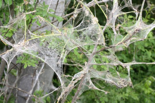 Geisterbäume durch Gespinstmotten
