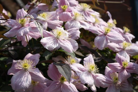Clematis: Eine wundervolle Kletterpflanze