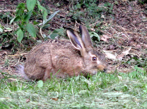 Feldhase (Lepus europaeus) (Foto G. Reuter)