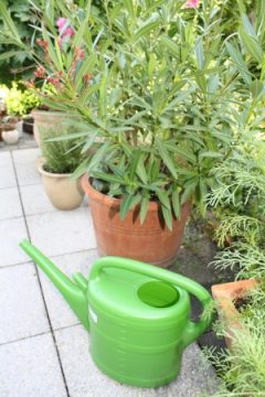 Richtig gießen: Mit diesen Tipps überleben ihre Pflanzen den Sommer