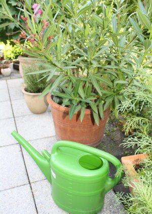 Richtig gießen: Mit diesen Tipps überleben ihre Pflanzen den Sommer