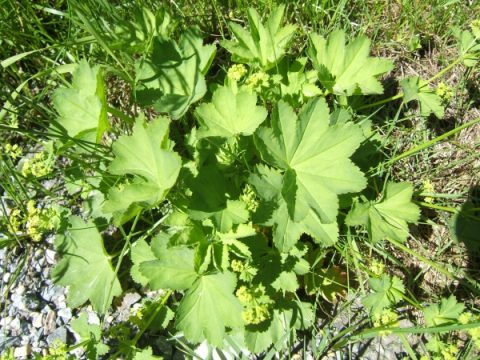 Frauenmantel: die Pflanze gegen alle "Frauenbeschwerden"