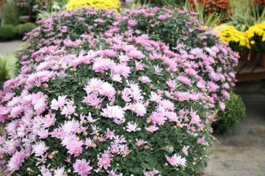 Chrysanthemen in voller Farbenpracht