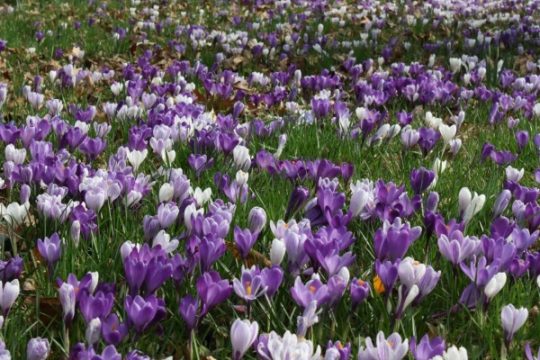 Bunte Krokuswiese: Jetzt ist die Zeit, Blumenzwiebeln zu pflanzen