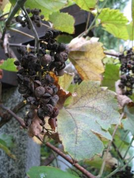 Echter Mehltau: ein "Schönwetterpilz"