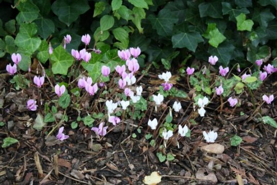 Wildalpenveilchen: Ideal für den Garten