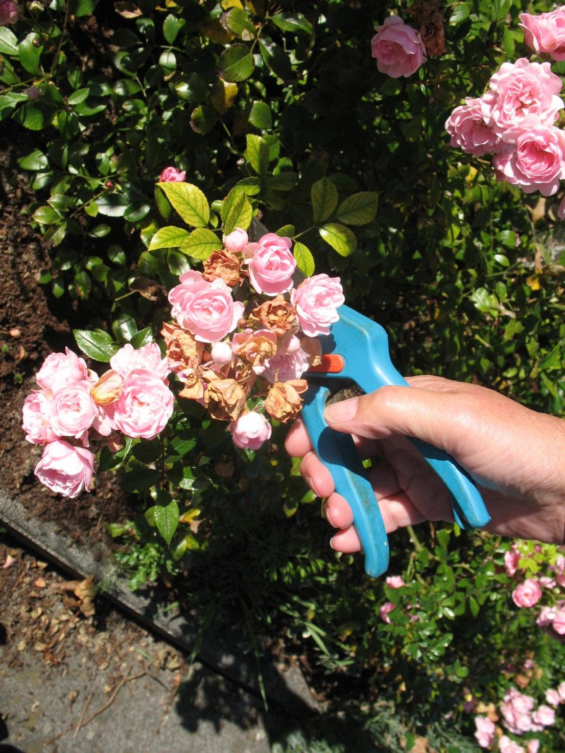 Rosenschnitt im Herbst nicht vergessen: Noch vor dem Winter sollten die verblühten Blütenstände entfernt werden