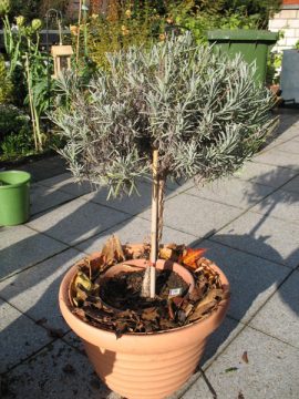 Winterschutz mit Laub