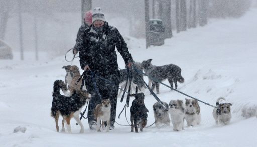 Hunde im Schnee