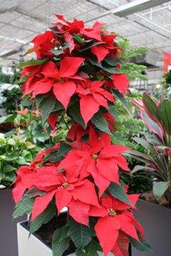 Weihnachtssterne: Anspruchsvolle Pflanzen