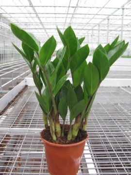 Die Zamioculcas mag auch Schatten