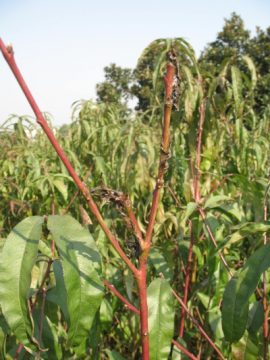 Kräuselkrankheit: Schrecken aller Pfirsichbaumbesitzer