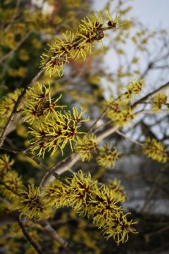 Zaubernuss – eine Attraktion im winterlichen Garten