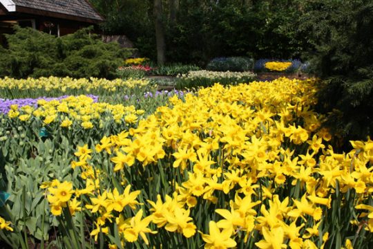 Osterglocken läuten den Frühling ein