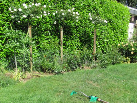 Mit einem Rasensprenger nachhelfen