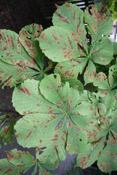 Von Miniermotten befallene Kastanie