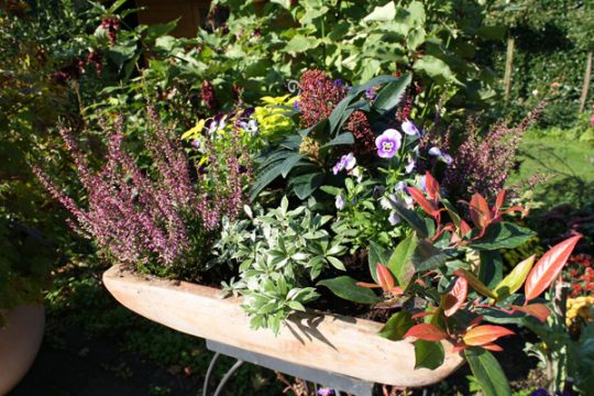 Herbstzauber für Balkon und Garten