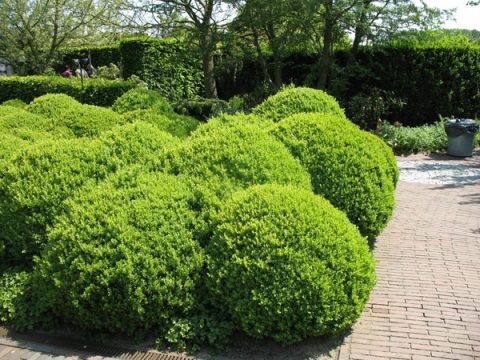 Buchsbaum: Pflegeleicht und bei Hobbygärtnern daher äußerst beliebt