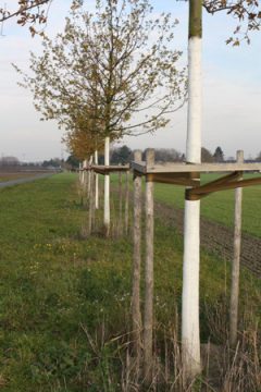 Jetzt Bäume vor Frostrissen schützen