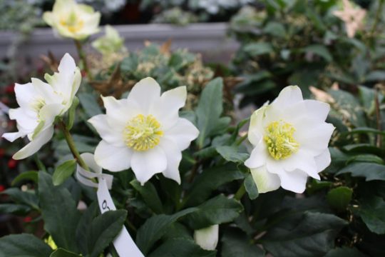 Wunderschön: die Christrose