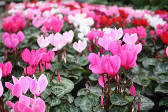 Alpeneilchen – bewährte Zimmerpflanzen