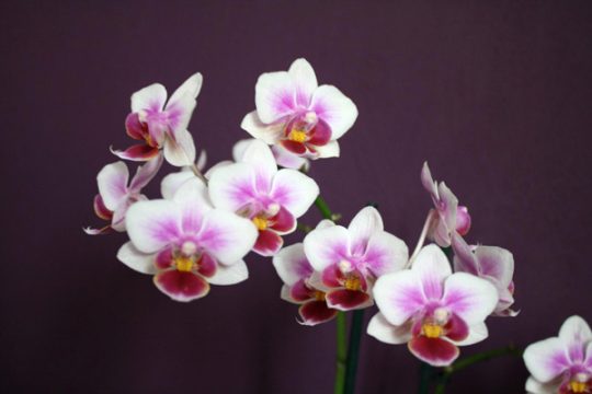 Die Orchidee: Exotische Schönheit für die Fensterbank