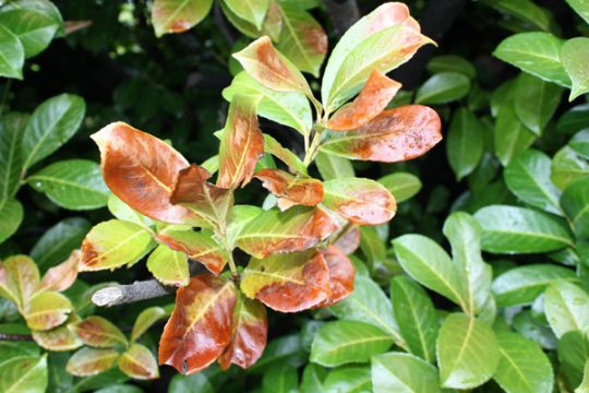 Frostschaden am Kirschlorbeer