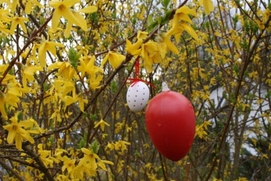 Forsythien blühen zu Ostern