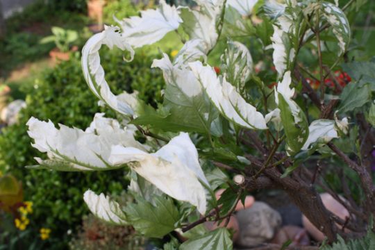 Sonnenbrand an Hibiscus