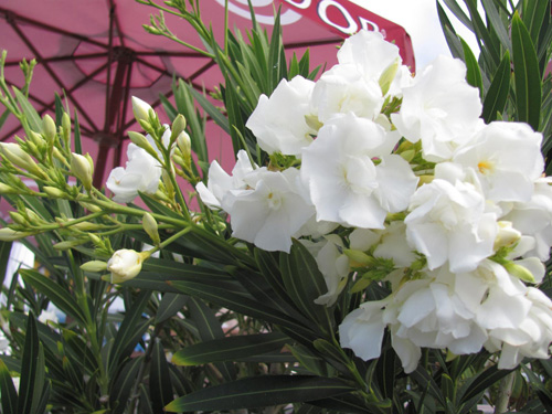 Oleander