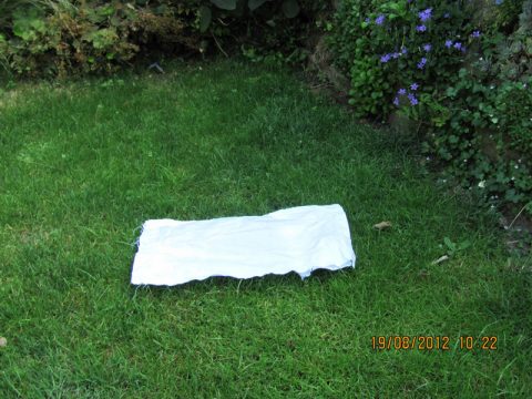 Befallsfeststellung mit einem weißen Tuch