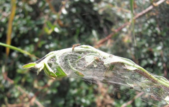 Raupe auf eingesponnenem Zweig