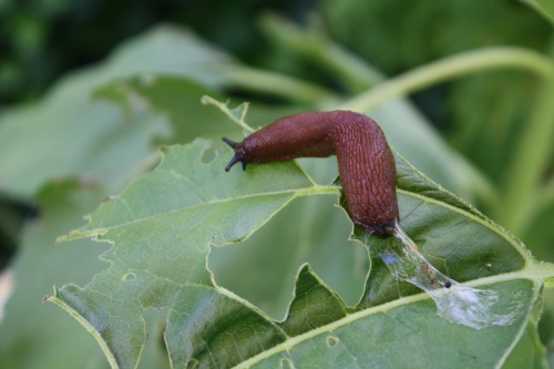 Besonders gefräßig, die Spanische Wegschnecke