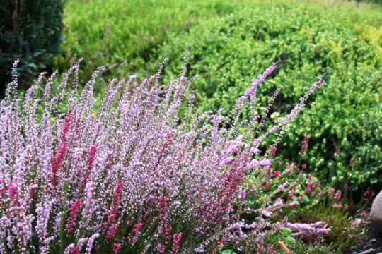 Besenheide in voller Pracht
