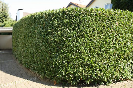 Prächtige Kirschlorbeerhecke