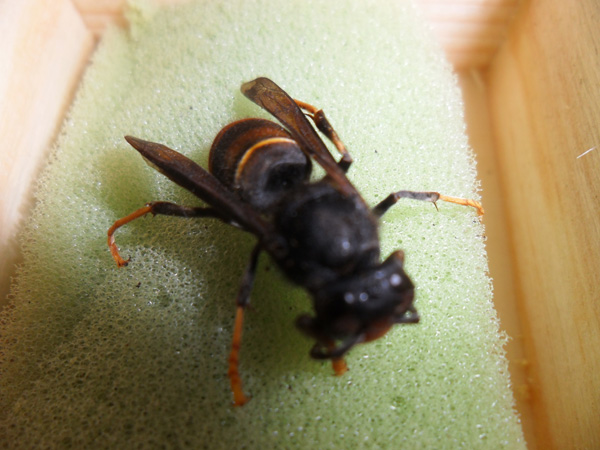 Gefahr für einheimische Bienen: Asiatische Hornisse