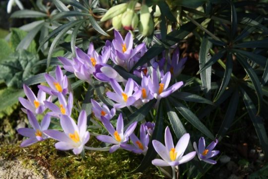 Elfenkrokus als erster Frühlingsbote