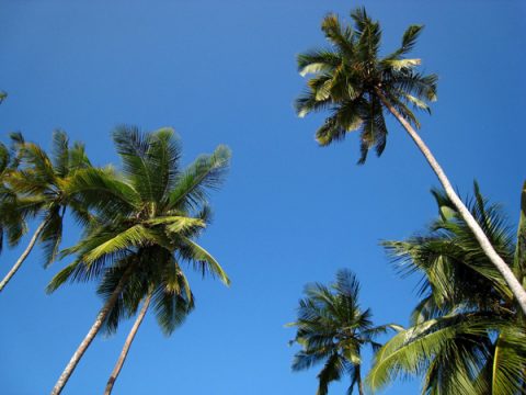 Urlaub unter Palmen? Vorsicht bei Gewinnversprechen!