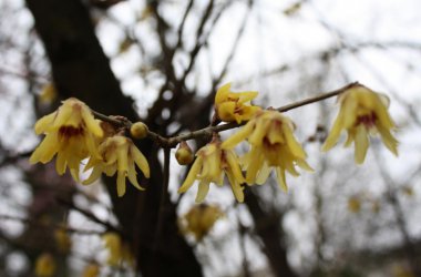 Chinesische Winterblüte