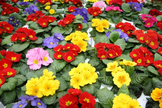 Primeln: Vorboten des Frühlings