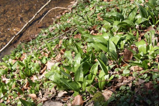 Bärlauch: Geeignet für Garten und Küche!