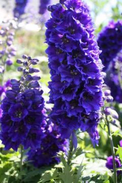 Blauer Rittersporn in voller Pracht