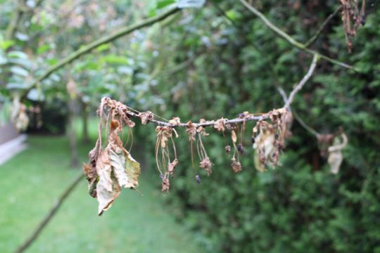 Monilia–Spitzendürre an Sauerkirschen