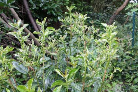 Echter Mehltau am Kirschlorbeer