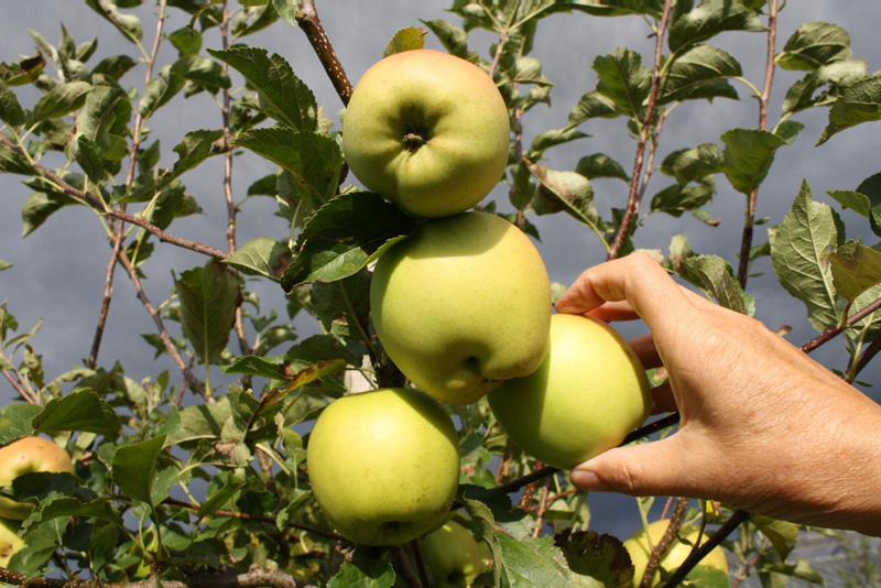 Reifetest bei Golden Delicious