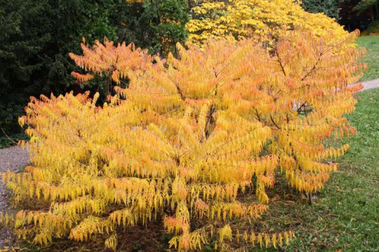 Herbstlicher Essigbaum