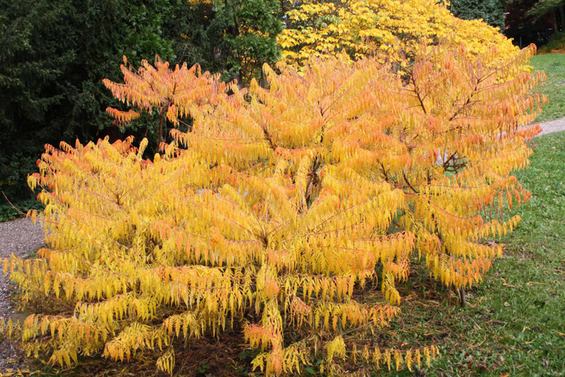 Herbstlicher Essigbaum