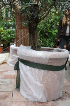 Luftpolsterfolie zum Schutz des Wurzelballens