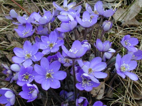 Gartentipp: Leberblmchen kndigen den nahenden Frhling an - BRF1 Radio