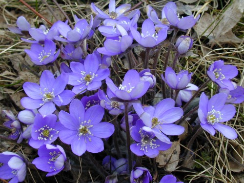 Leberblümchen in voller Pracht